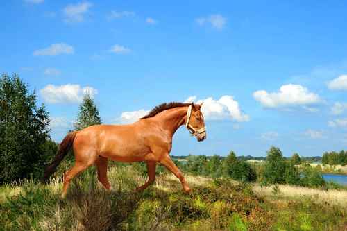 actividad-caballos-niños